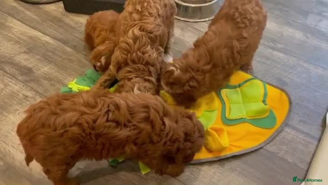 Cavapoo dogs for sale:         Beautiful f1 red cavapoo puppies - Image 1