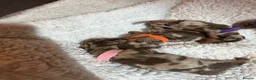 Miniature Dachshund dogs for sale: 5 mini dachshunds (2 males, 3 females)  - Advert 6