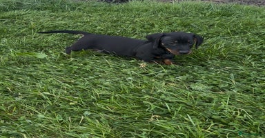 Miniature Dachshund dogs - Advert 15