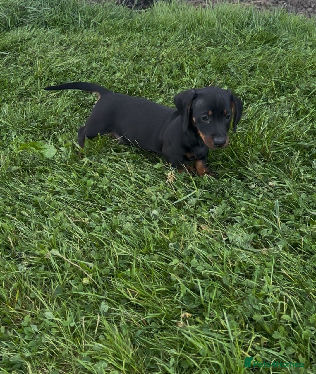 Miniature Dachshund dogs for sale: Miniature dachshund smooth KC Reg - Image 3
