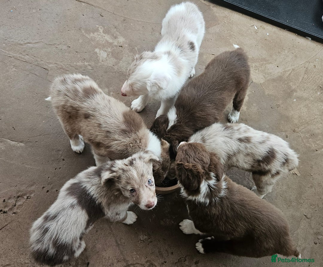 Border Collie dogs for sale: 10 week old Border collie  - Advert 8