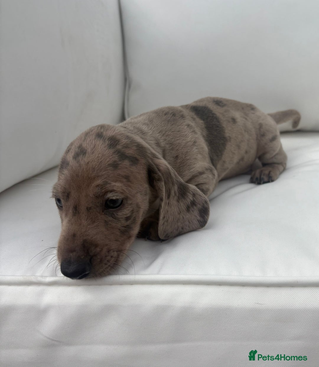 Miniature Dachshund dogs for sale: Beautiful babies - Image 25