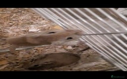 Gerbil rodents for sale: 3 gerbils +cage +supplies for sale  - Advert 8