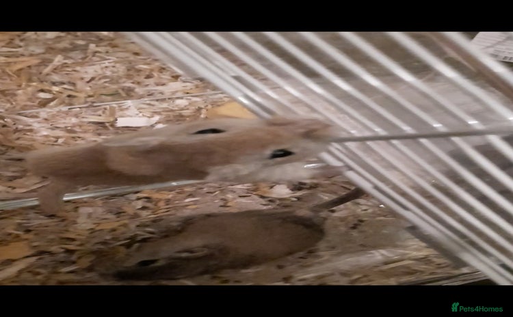 Gerbil rodents 3 gerbils +cage +supplies for sale  - Advert 3