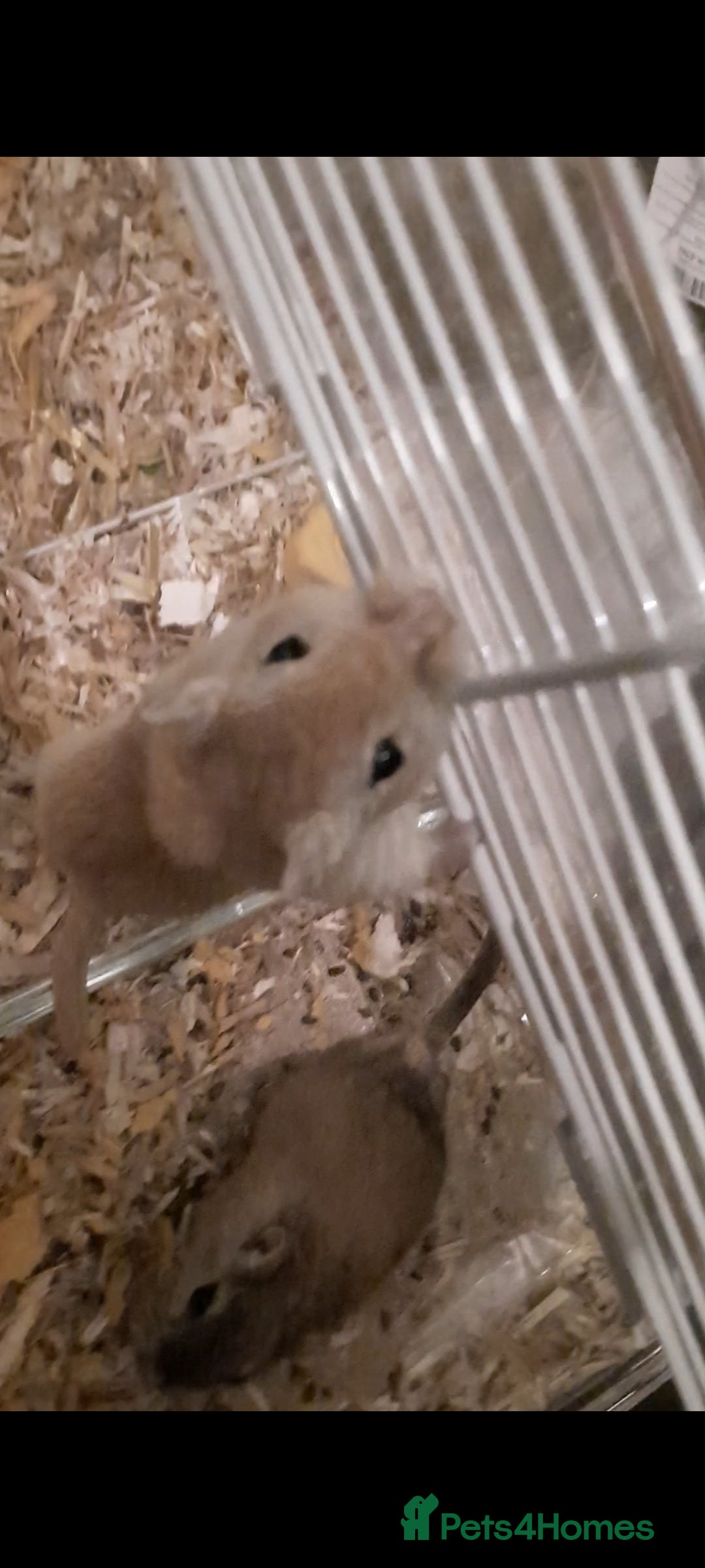 Gerbil rodents for sale: 3 gerbils +cage +supplies for sale  - Advert 8