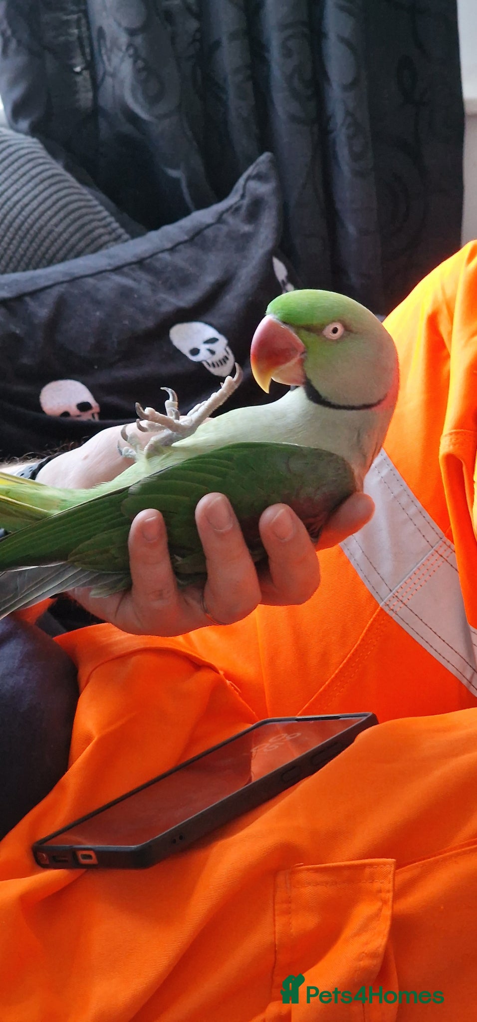 Parrots birds Male Alexandrine Parrot for Rehoming - Advert 2