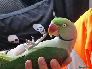 Parrots birds Male Alexandrine Parrot for Rehoming - Advert 2