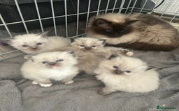 Ragdoll cats for stud: Ragdoll stud  - Image 6