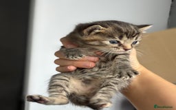 British Longhair cats for sale: British long hair cats  - Image 9