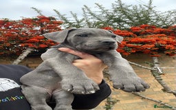 Cane Corso dogs for sale: Cane corso puppies 9 weeks old - Image 8
