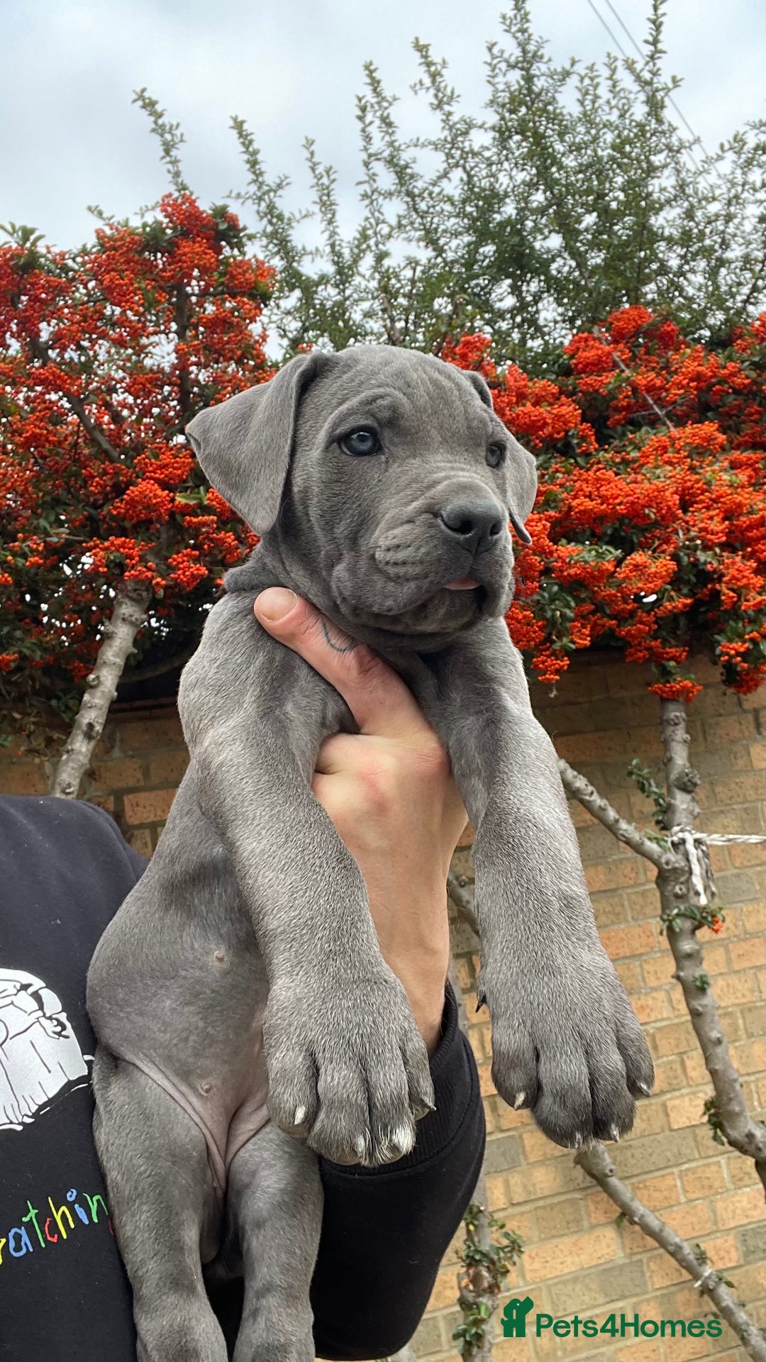 Cane Corso dogs for sale: Cane corso puppies 9 weeks old - Image 8