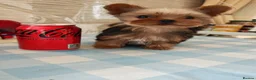 Yorkshire Terrier dogs for sale: The last boy waiting for you - Advert 5