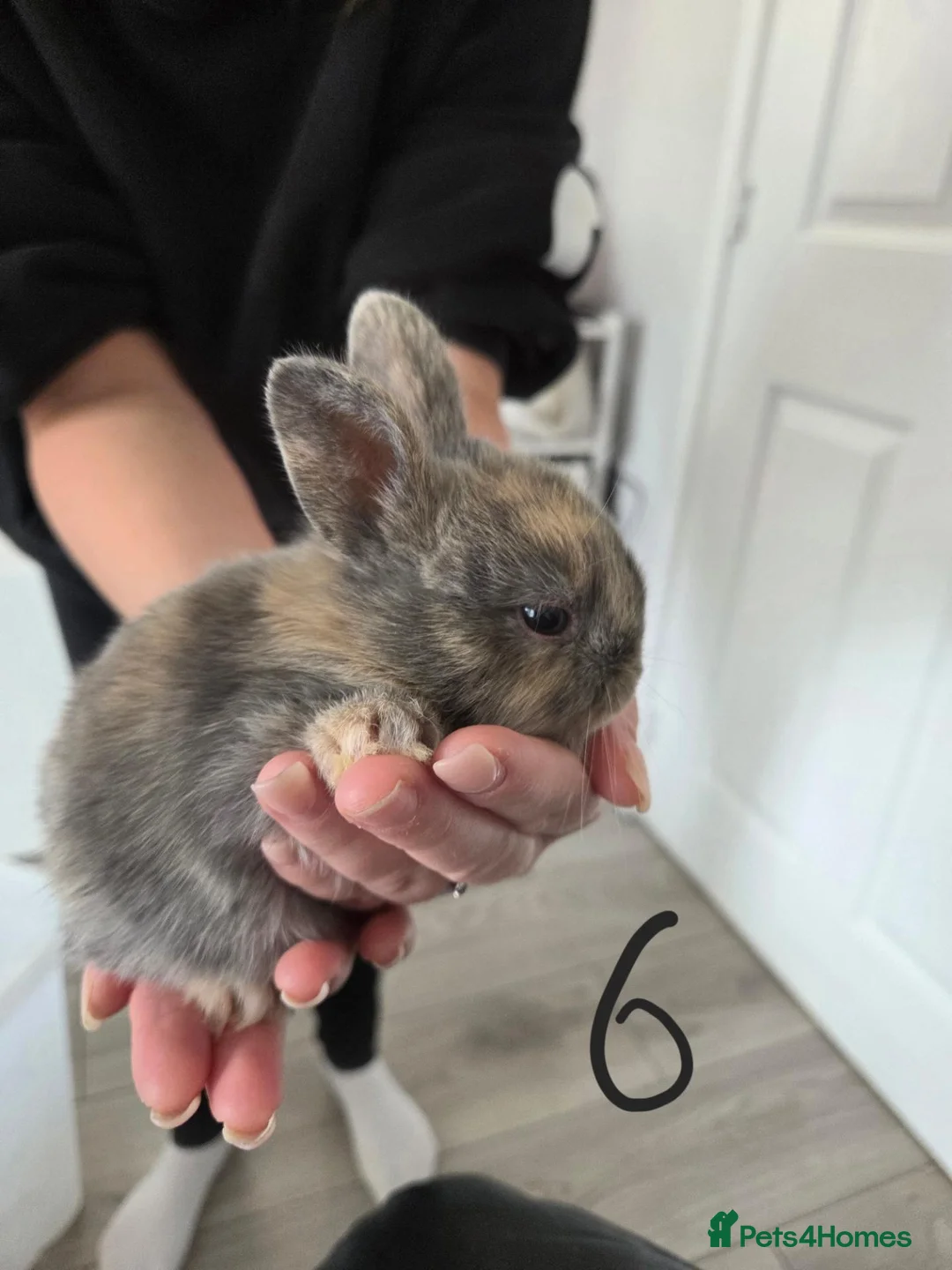 Mixed Breed rabbits for sale: Baby Bunnies  - Advert 10