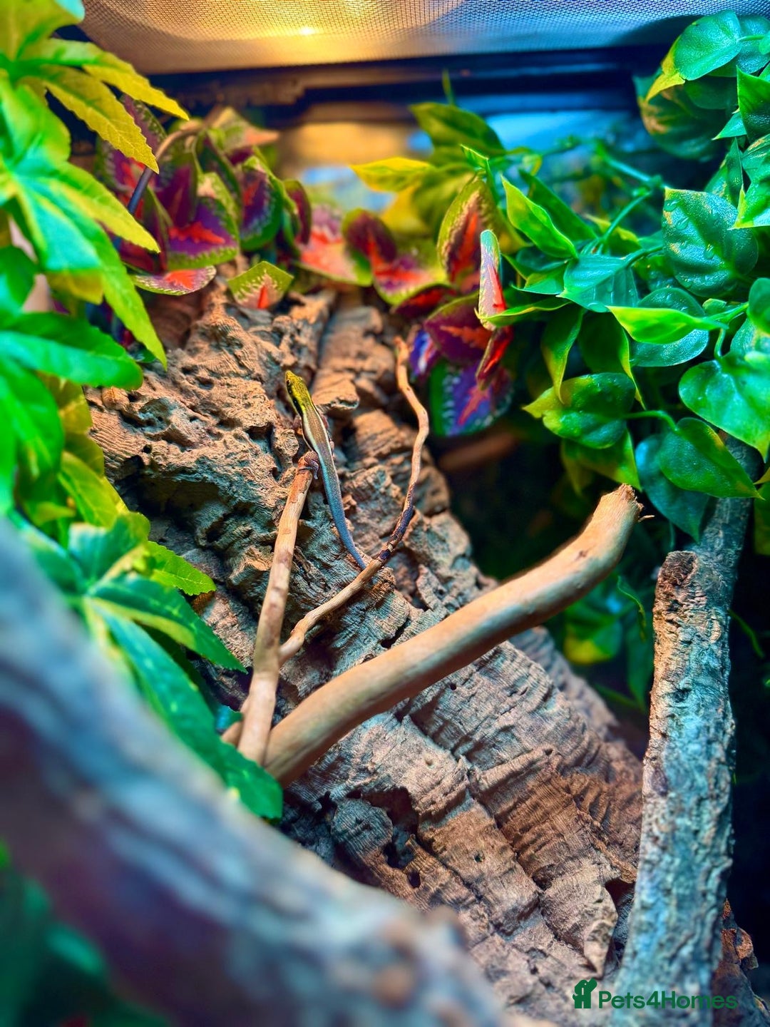 Gecko reptiles for sale: X2 Neon Day Geckos With Full Set Up - Advert 2