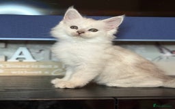 Maine Coon cats for sale: Outstanding Blue Silver Shaded Maine Coon Kittens - Image 14