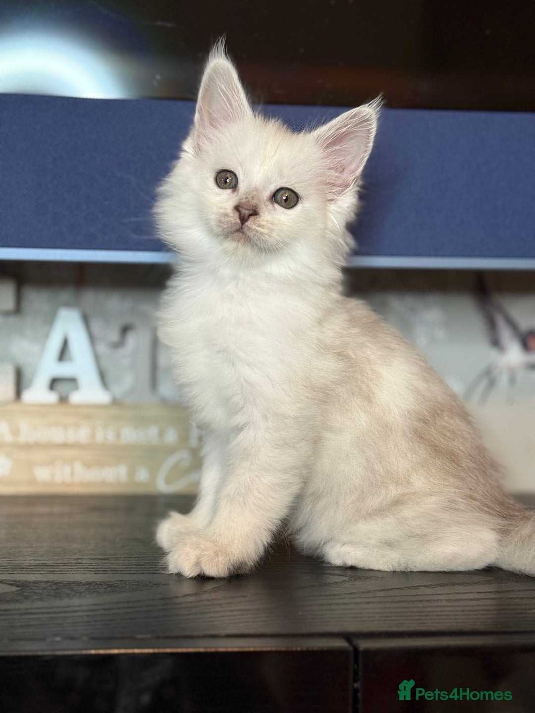 Maine Coon cats for sale: Outstanding Blue Silver Shaded Maine Coon Kittens - Image 14