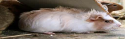 Guinea Pig rodents for sale: 2 bonded female guinea pigs  - Advert 6
