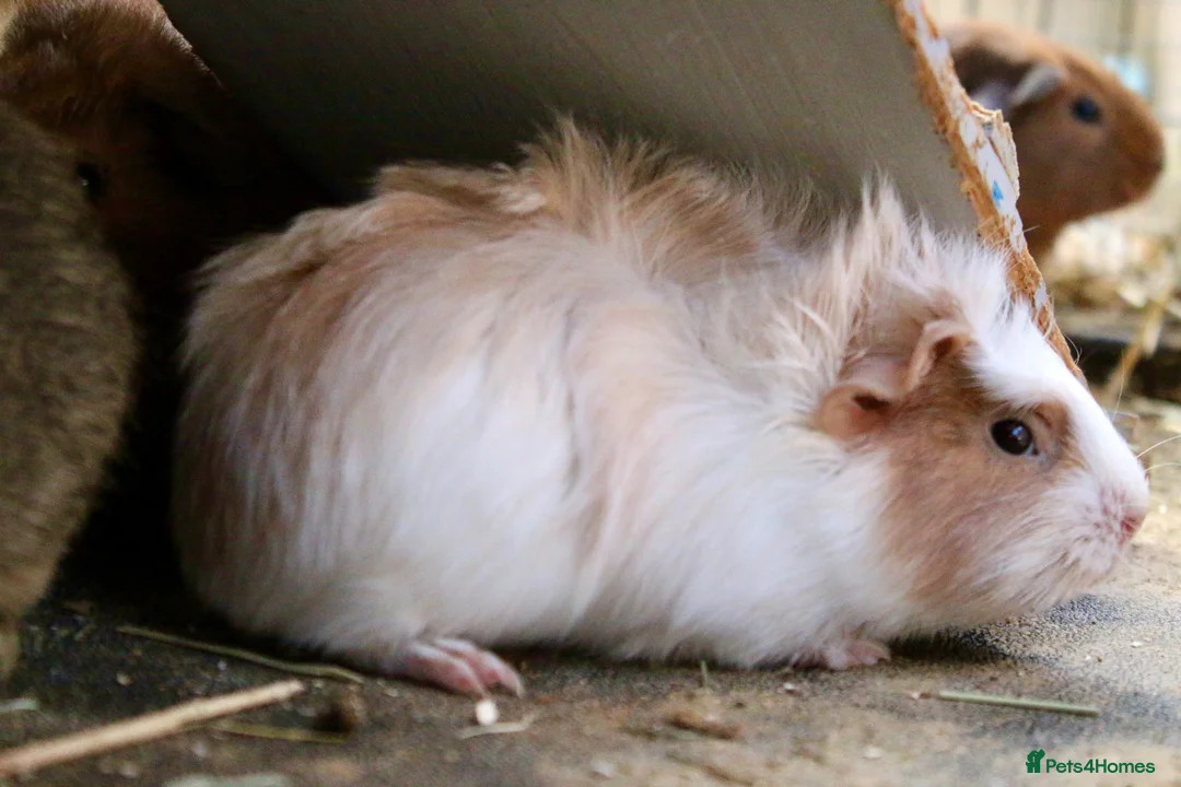 Guinea Pig rodents for sale: 2 bonded female guinea pigs  - Advert 6
