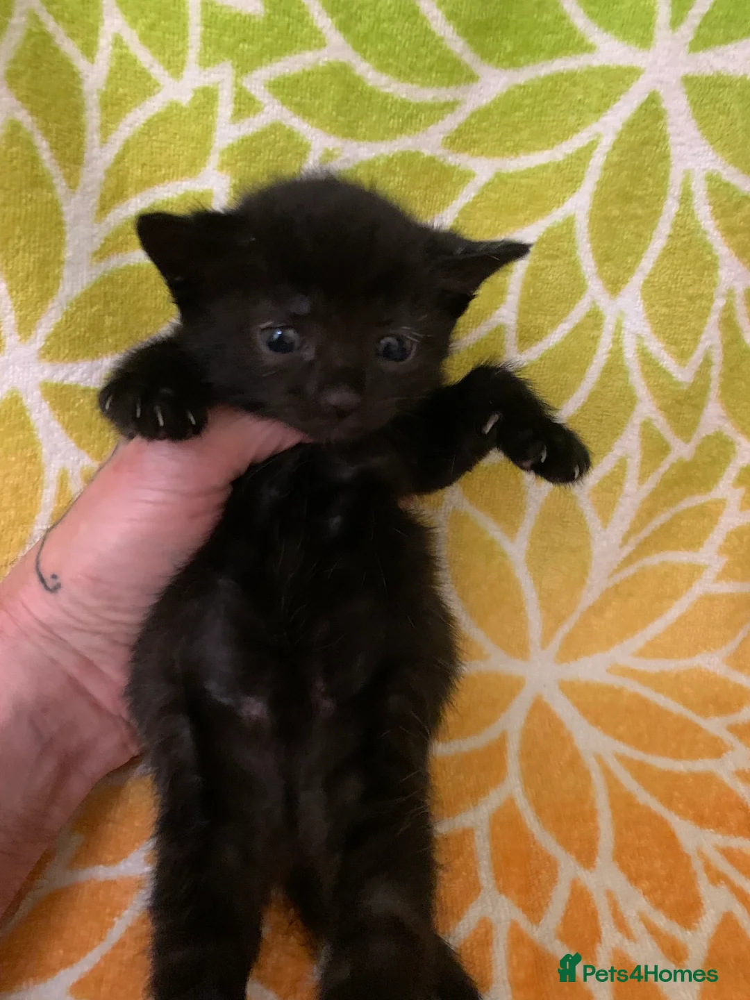 Bombay cats for sale: 🐾 Loving Homes Wanted for 4 Roxy’s Kittens 🐾 - Advert 17