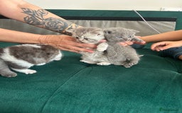 Scottish Fold cats for sale: For sale Scottish fold kitties  - Image 11