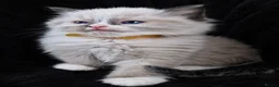 Ragdoll cats for sale: Sweet Ragdoll Kittens Looking for Loving Families  - Advert 15