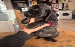 Cocker Spaniel dogs for sale: Show quality pups available  - Image 15