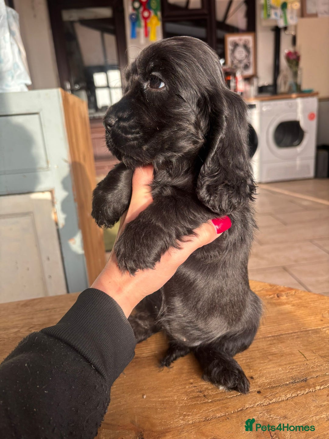 Cocker Spaniel dogs for sale: Show quality pups available  - Image 15