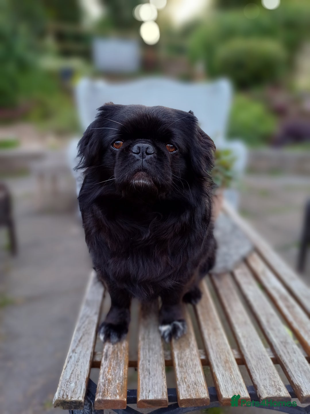 Pug dogs for stud: FLUFFY PUG STUD Blue Choc Black Tan carrier Husky - Advert 15