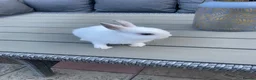 Netherland Dwarf rabbits for sale: Male rabbits  in Leicester - Advert 7
