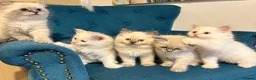 Siberian cats for sale: Save and check for next litter.  Siberian - Advert 10