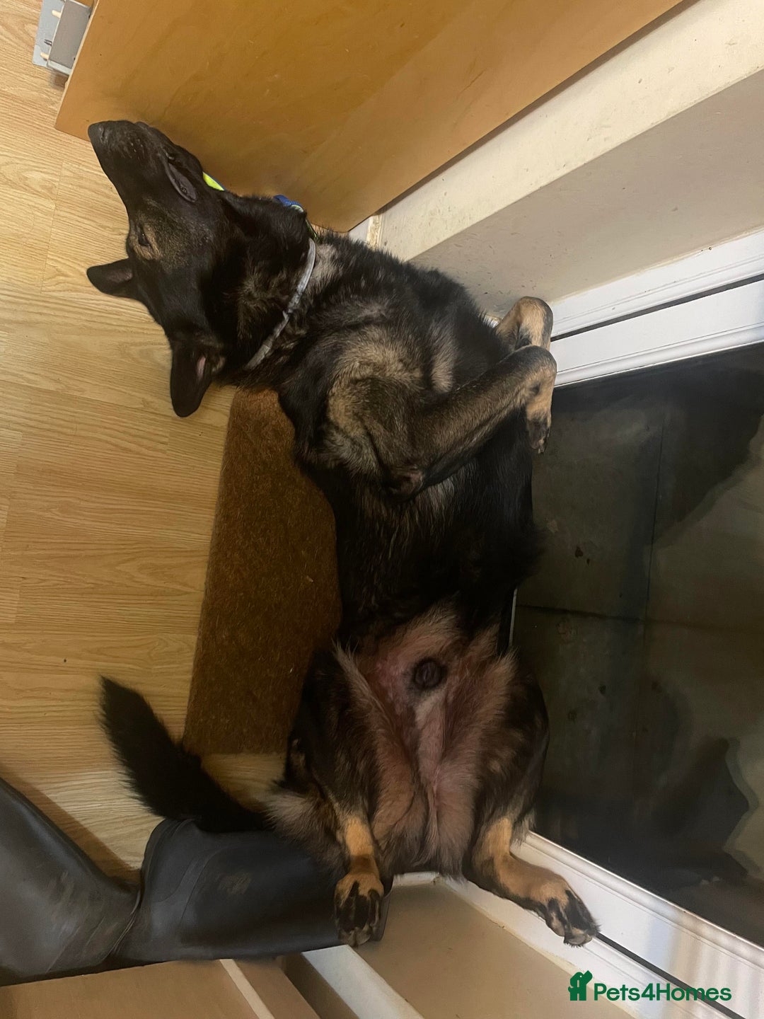 German Shepherd dogs for stud: Rocky  in Wellingborough - Advert 5