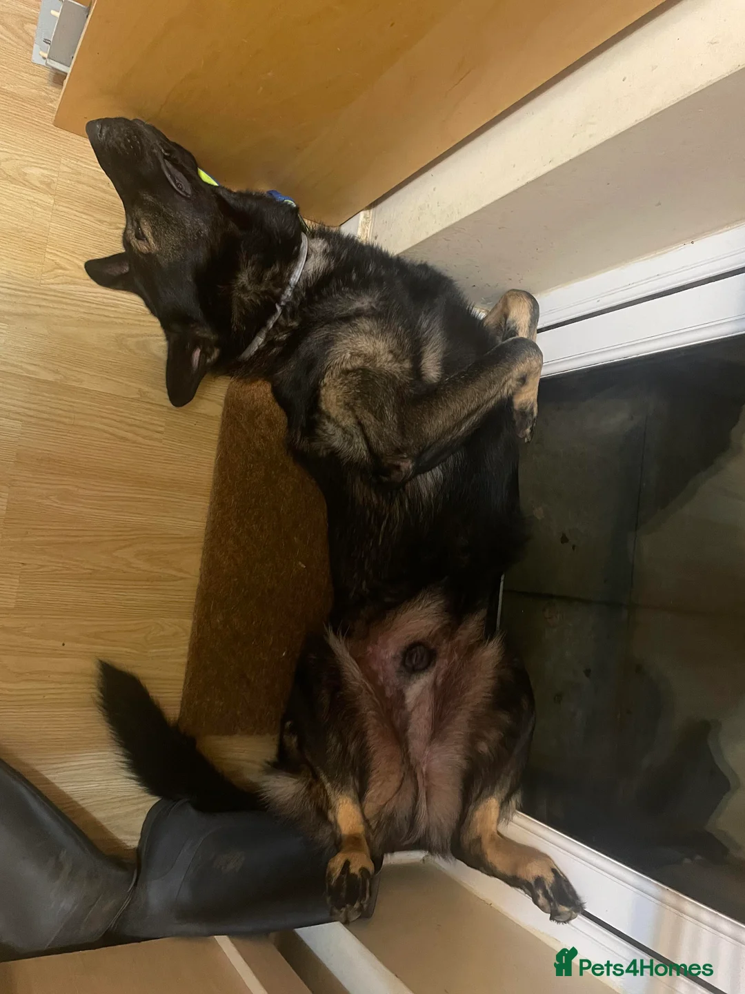 German Shepherd dogs for stud: Rocky  in Wellingborough - Advert 5