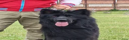 German Shepherd dogs for stud: For Stud - Advert 1