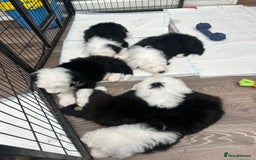 Old English Sheepdog dogs for sale: Outstanding Old English Sheepdog - Image 3