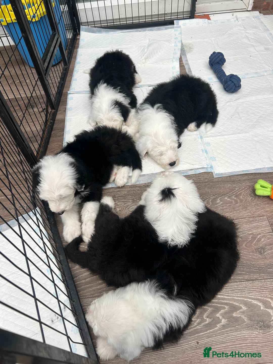 Old English Sheepdog dogs for sale: Outstanding Old English Sheepdog - Image 3