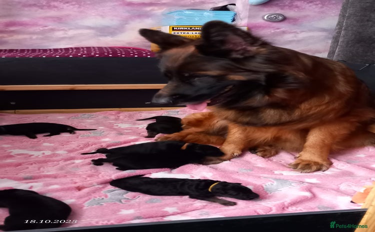 German Shepherd dogs - Advert 13