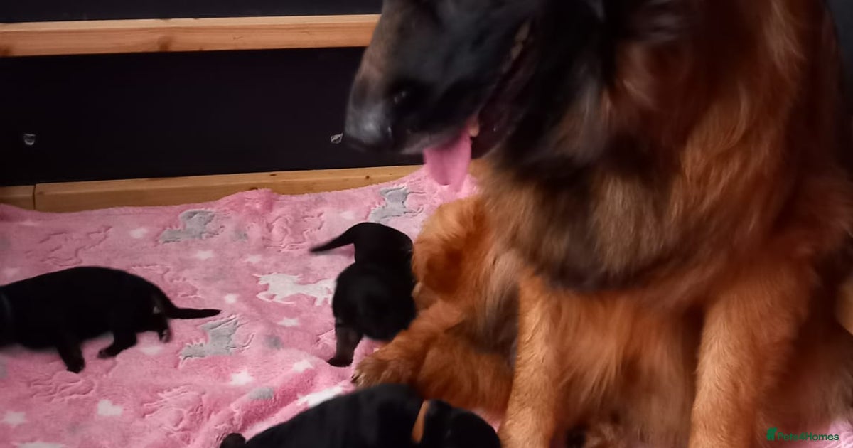 Excellent Long-Haired German Shepherd Puppies-KC for sale in