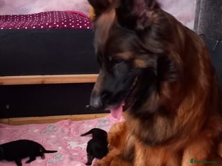 German Shepherd dogs - Advert 23