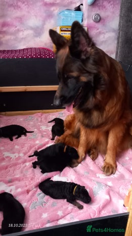 German Shepherd dogs - Advert 9