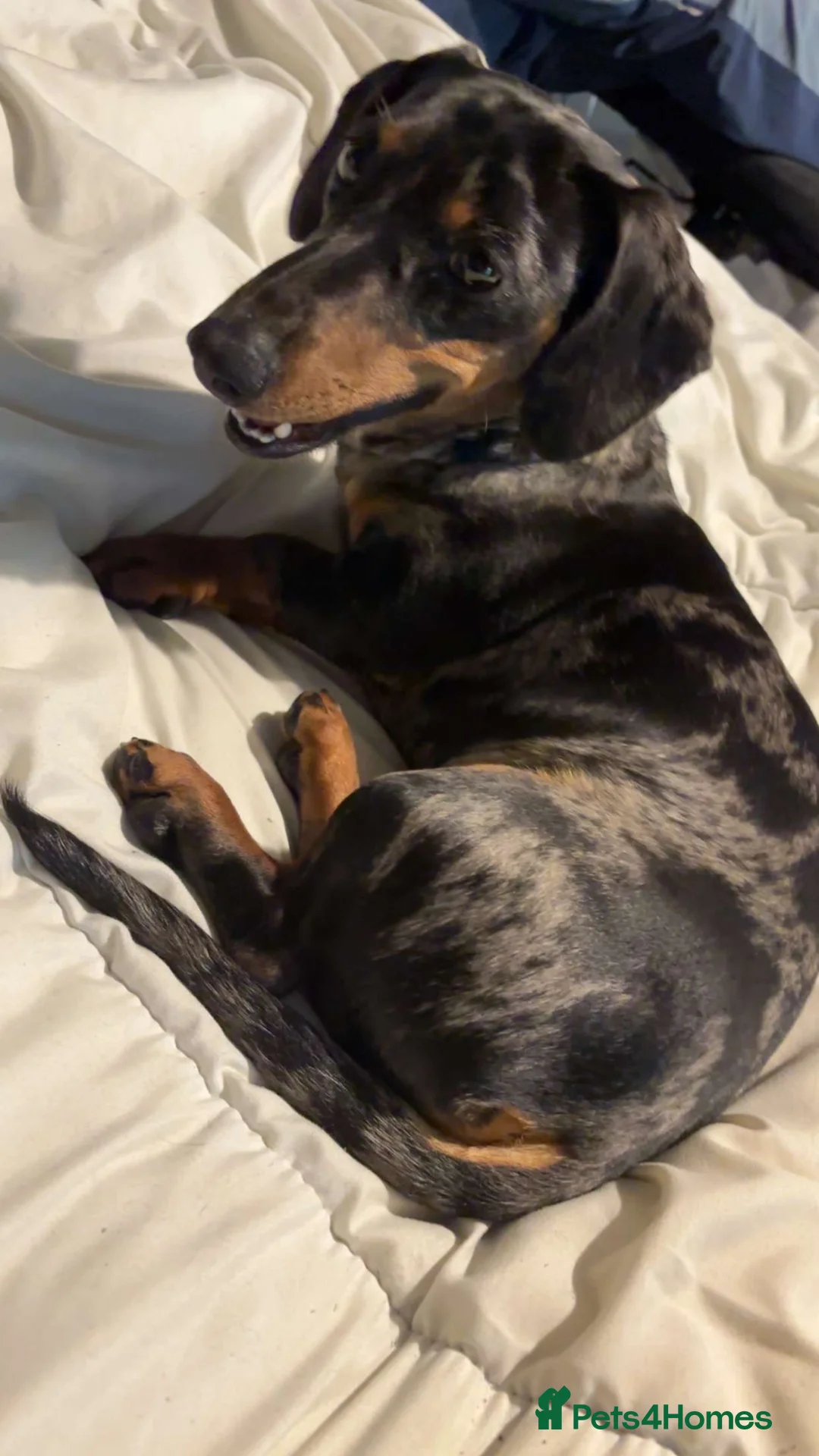 Dachshund dogs for sale: Dachshund  in Runcorn - Advert 1