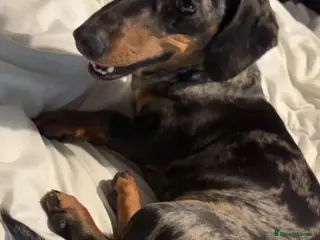 Dachshund dogs Dachshund - Advert 1