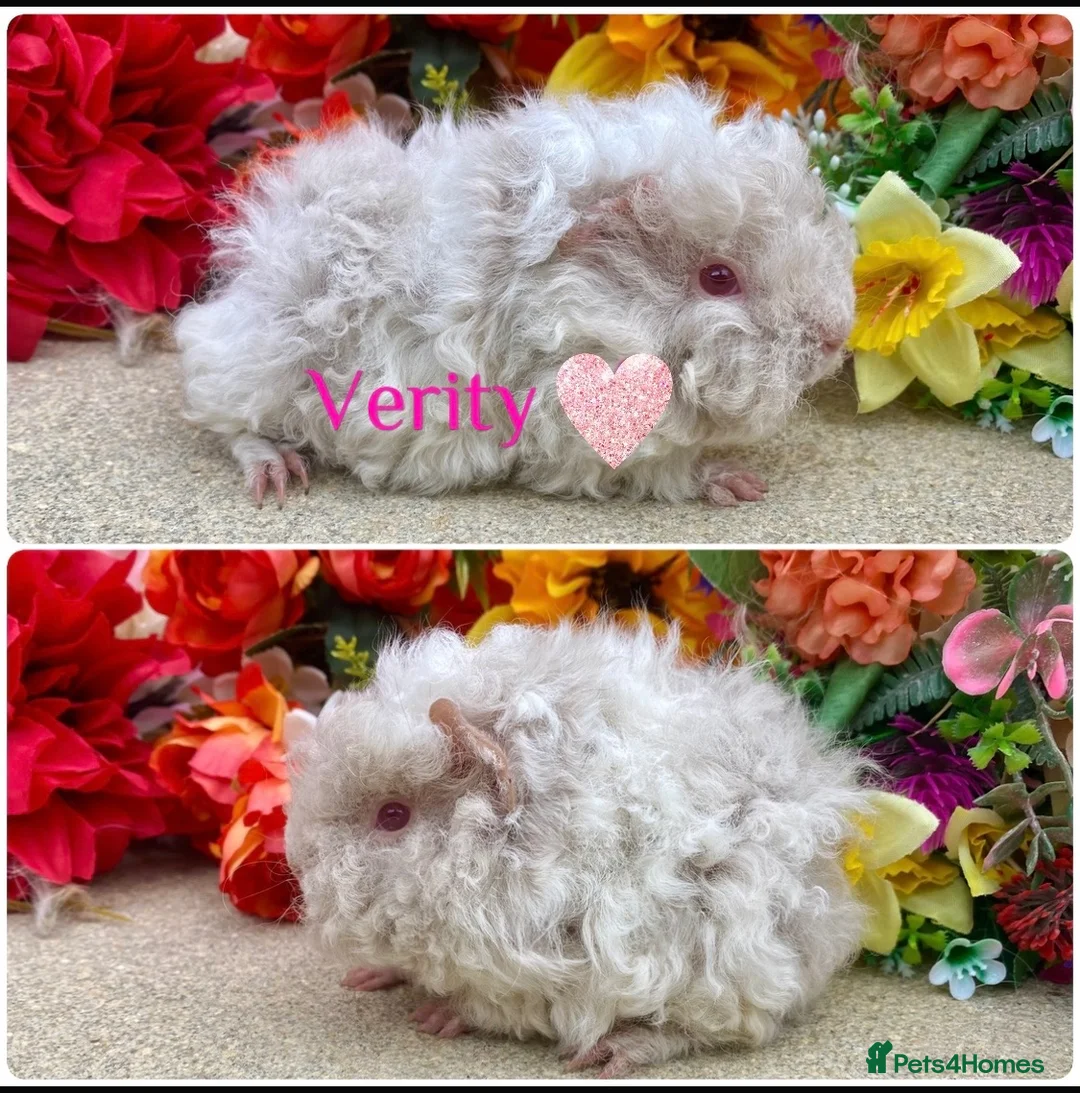 Guinea Pig rodents for sale: Pedigree Lunkarya/Blue/ Dalmation Guinea pigs  - Advert 2