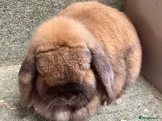 Mini Lop rabbits Mini lop and Netherland dwarf adults - Advert 17