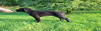 Lurcher Puppy 1