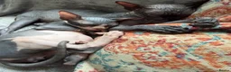 Sphynx cats for sale: Sphynx Male Kitten - Advert 14