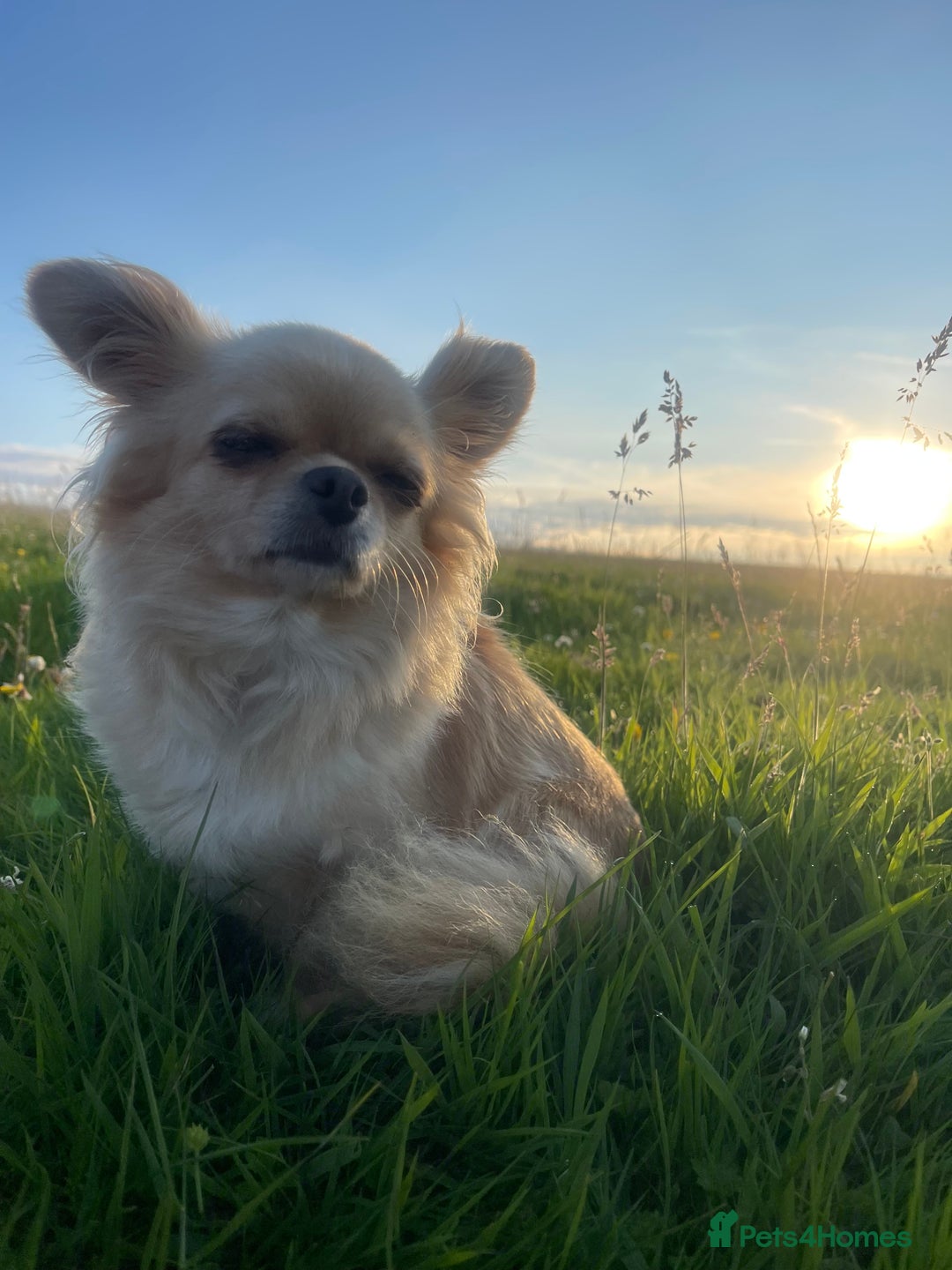 Pomchi dogs for sale: 3 pomchi - Advert 2