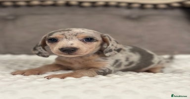 Miniature Dachshund dogs KC blue & cream dapple miniatu dachshunds last boy - Advert 4