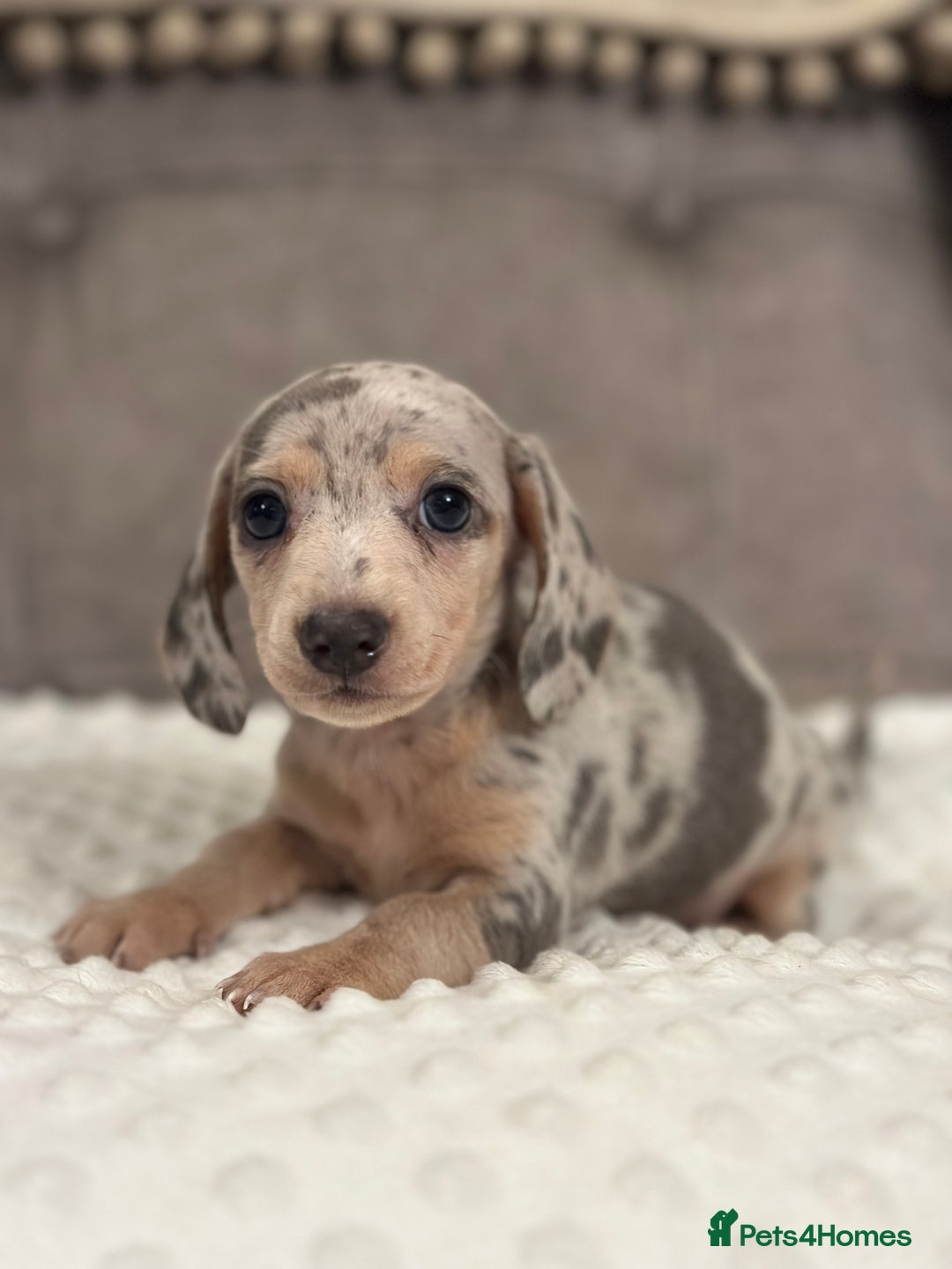 Miniature Dachshund dogs for sale: KC blue & cream dapple miniatu dachshunds last boy - Advert 4