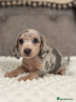 Miniature Dachshund dogs KC blue & cream dapple miniatu dachshunds last boy - Advert 4