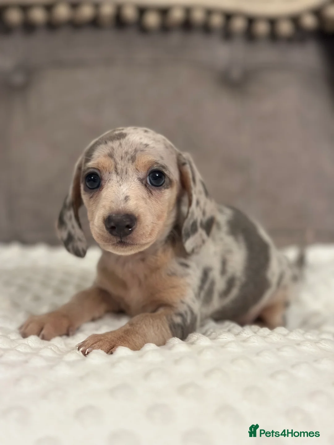 Miniature Dachshund dogs for sale: KC READY NOW DAPPLE minature DACHSHUNDS    - Advert 4